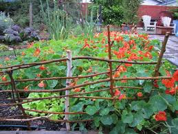 20 Diy Garden Fence Ideas That Will