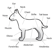 2019 Ultimate Veterinary Guide To Dog Anatomy With Images