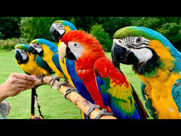 5 pet macaw parrots in free flight