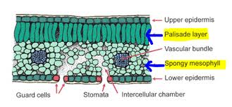 what are palisade and mesophyll layers