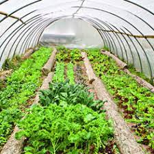Expert advice on how to grow vegetables, herbs 36 Greenhouse Vegetables Ideas Greenhouse Vegetables Greenhouse Vegetables
