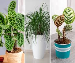 Low Light Indoor Plants Safe For Cats