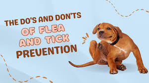 preventing fleas and ticks