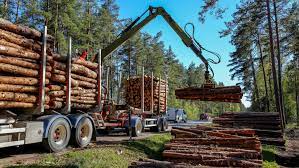 Reprezentant WWF: România îşi vinde pădurile grosier, înainte ca arborii să fie doborâţi | Digi24