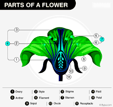 longitudinal section of flower