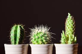 A comparative evaluation of several methods. Why Do Cacti Have Spines Smart Garden Guide