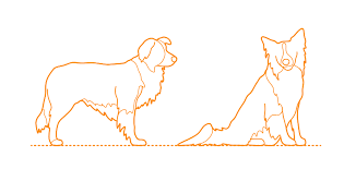 Border Collie Dimensions Drawings Dimensions Guide