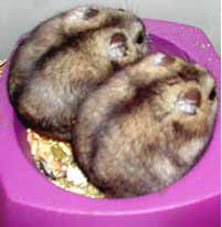 Hamster Diet And Nutrition Hamsterific