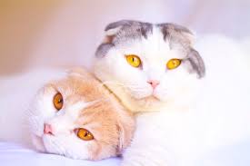 Scottish Fold Cat Breed Information Pictures