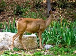 How To Keep Deer Out Of The Garden