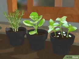 4 ways to grow an indoor herb garden