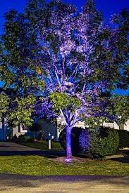 landscape lighting tree uplighting
