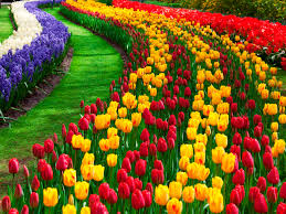 tulip flowers pictures free
