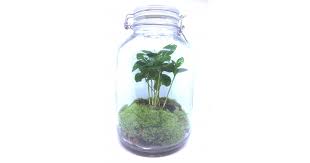 terrarium coffee plant in a jar