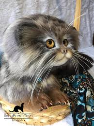 All available kitties for sale kitties for adoption retired breeding cats breeding cats. Pallas S Cat Manul By Ilona Zaborskaya Handmade Teddy Bears For Sale On Tedsby