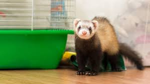 How Ferrets Change With Age