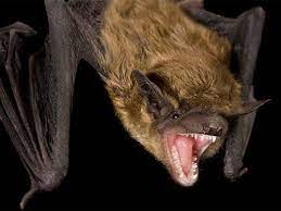 beware bats six species to avoid like