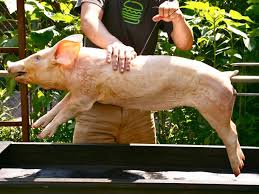 how to roast a pig on a spit