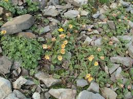 Geum reptans - Wikimedia Commons