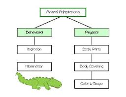 Animal Adaptations Cut And Paste Chart Camouflage Activity Quiz