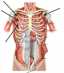 Chest muscles are responsible for adduction, internal rotation, and forwards flexion of the humerus. Https Www Pvamu Edu Universitycollege Wp Content Uploads Sites 71 Apmuscles Pdf