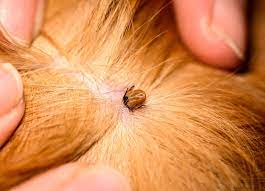 a tick head in your cat or dog