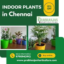 Indoor Plants In Chennai In 2023