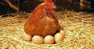 Di dalam cangkang telur tersedia nutrisi atau cadangan makanan yang siap dikonsumsi oleh embrio. Perkembangbiakan Hewan Secara Generatif Dan Vegetatif Juragan Les