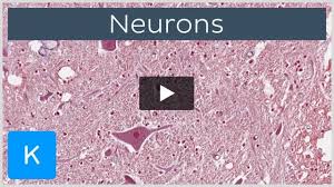 histology of neurons morphology and
