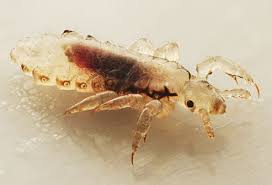 Pictures Of Parasites Lice Bedbugs Ringworms Pinworms