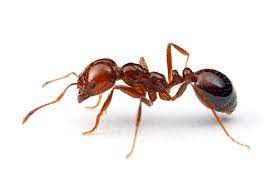 red imported fire ant solenposis