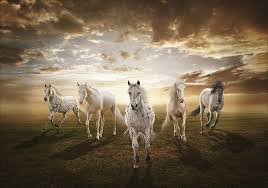 hd wallpaper five white horses