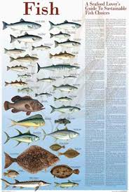 Seafood Poster And Guide To Sustainable Fish Fishing Or