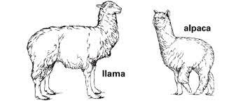 llama definition meaning britannica
