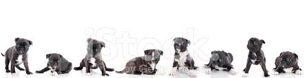 Check out our group of puppies selection for the very best in unique or custom, handmade pieces from our did you scroll all this way to get facts about group of puppies? Group Of Puppies On White Background Stock Photos Freeimages Com