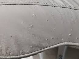 repair dog cat scratches on leather