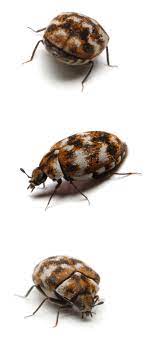 carpet beetle how to identify and get