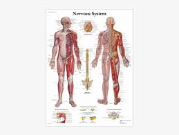 Anatomical Chart Nervous System Human Body Nerves System