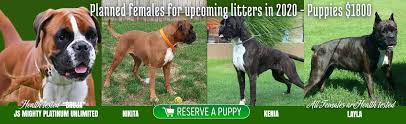 Take a moment and browse all the dog breeds we have available in virginia. J S Boxers Champion European Euro German American Boxer Puppy For Sale J S Boxers Breeds Raises And Sells Champion Bloodline German Euro European And American Boxer Puppies In Our