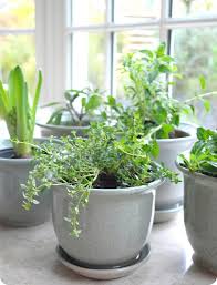 Happiness Is An Indoor Herb Garden
