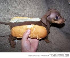 Wiener dog. With mustard, please ultrafuchsia | Hot dog buns, Weenie dogs,  Cute animals