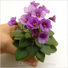 We did not find results for: 90 African Violets Mini That I Like And Or Want Ideas African Violets Saintpaulia African