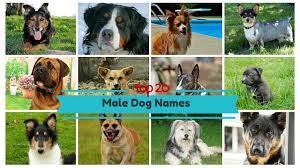 top 20 por male dog names you