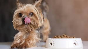 best puppy food for small breed dogs