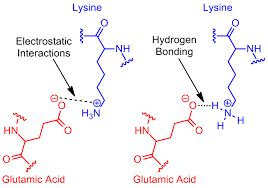 salt bridge protein and supramolecular