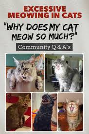 excessive meowing in cats reasons for