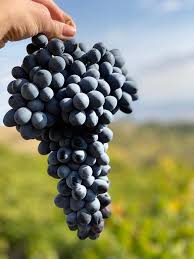Aside from differences in color and taste, you may be wondering if the different selecting and storing grapes: Xctmb71z7dhbhm