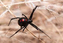 poisonous spiders in california