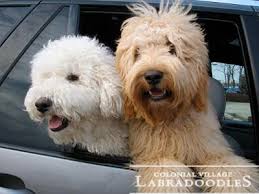 Proper grooming and care can help prevent these. Colonial Village Labradoodles Top Indiana Labradoodle Breeder With A National Presence