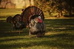 what-is-the-most-realistic-turkey-call